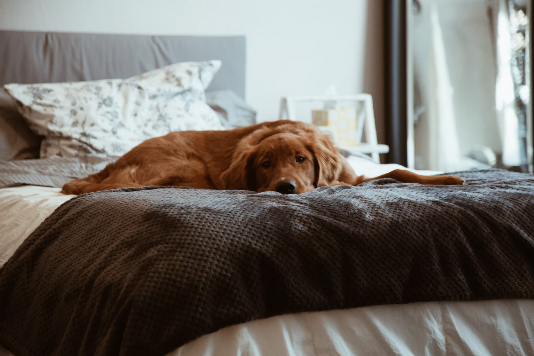 Sleeping with Pets: Tips for Quality Rest